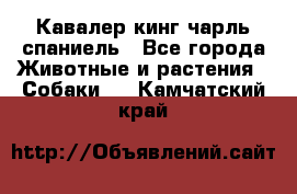 Кавалер кинг чарль спаниель - Все города Животные и растения » Собаки   . Камчатский край